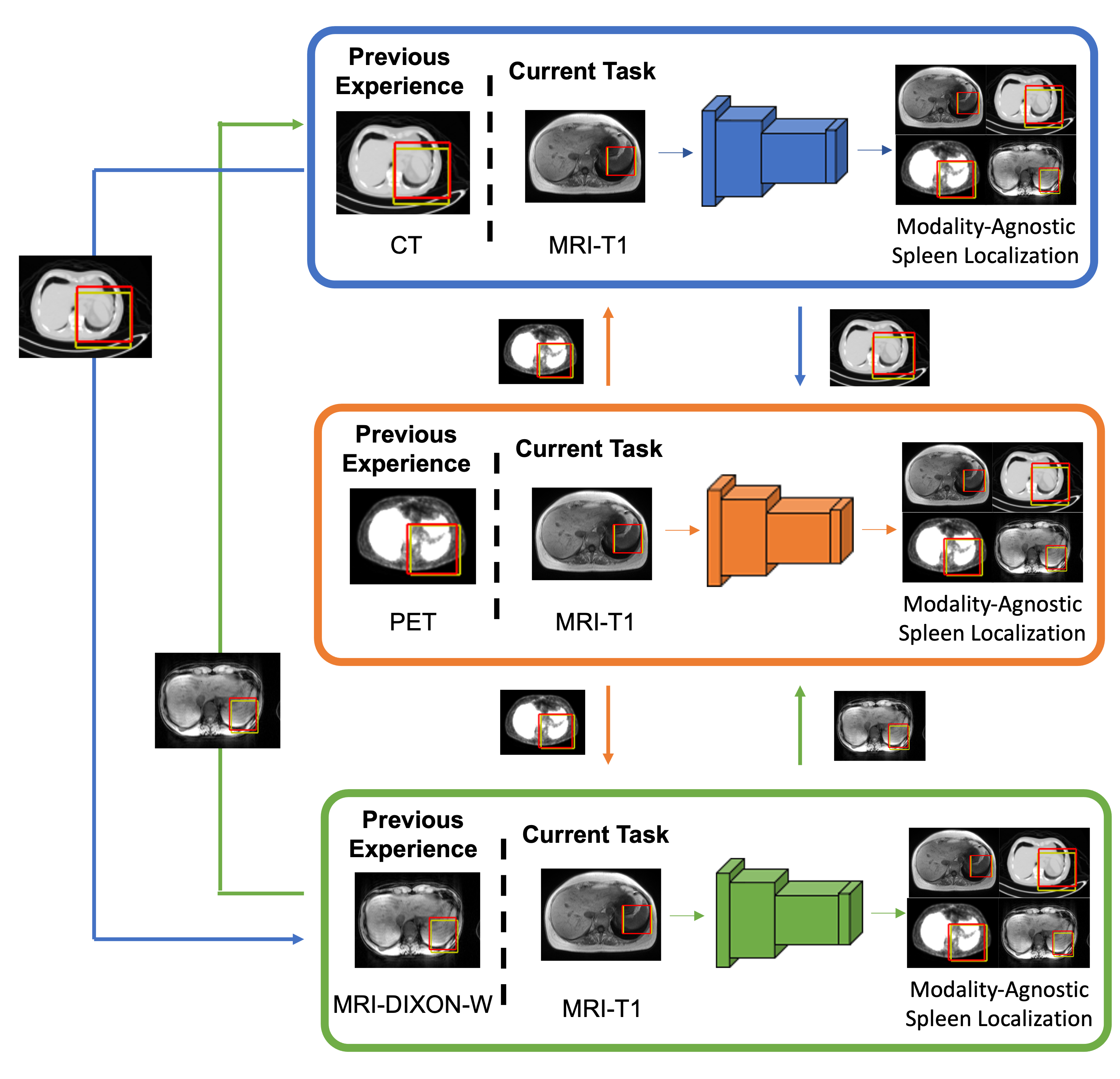 Illustration of asynchronous decentralized federated lifelong learning ADFLL set up for cross-modality 3D localization of spleen. The blue, orange, and green boxes represent different agents in the setup. Each agent sequentially encounters two different imaging modalities for along with experiences shared by the other nodes, enabling them to learn to localize the spleen across all four modalities as opposed to just the two they encountered .